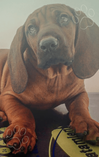 Cirugía mínimamente invasiva