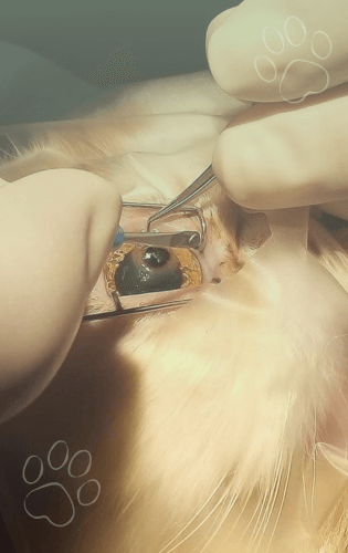 Oftalmología y cirugía ocular