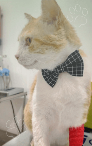 Cirugía general y de tejidos blandos